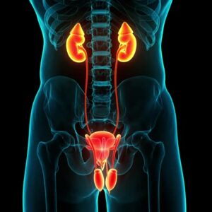 DK Kidney Check Advance